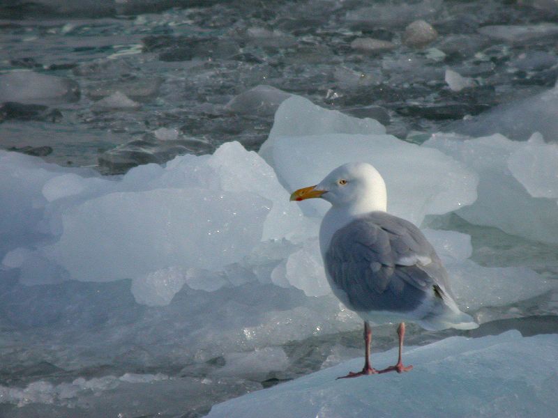 Larus hyperboreus