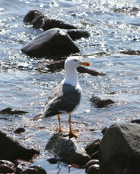 Larus livens