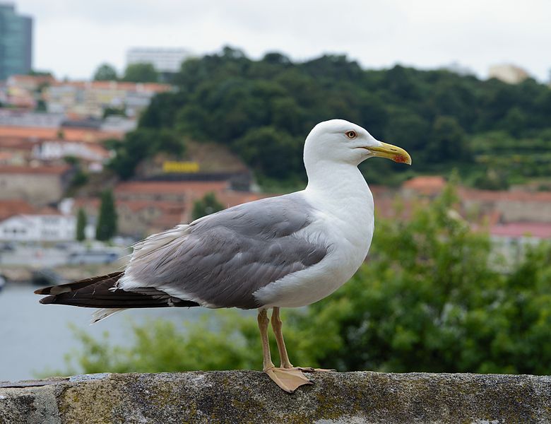 Larus michahellis