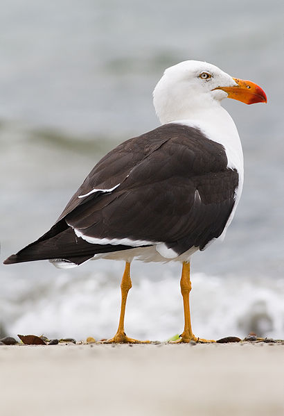 Larus pacificus