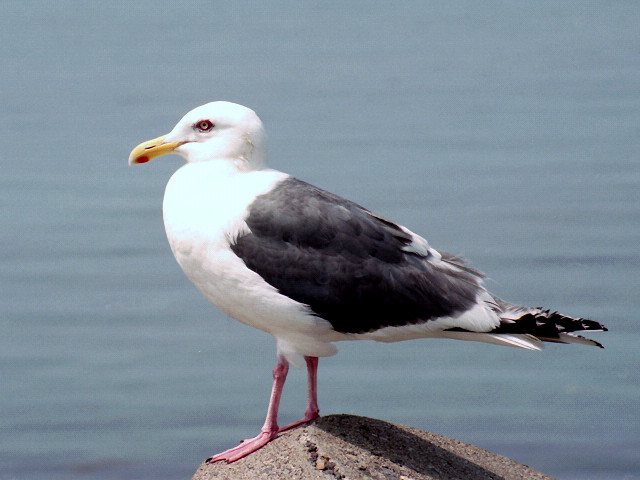 Larus schistisagus