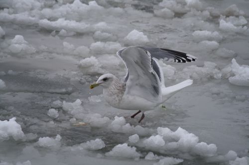 Larus thayeri