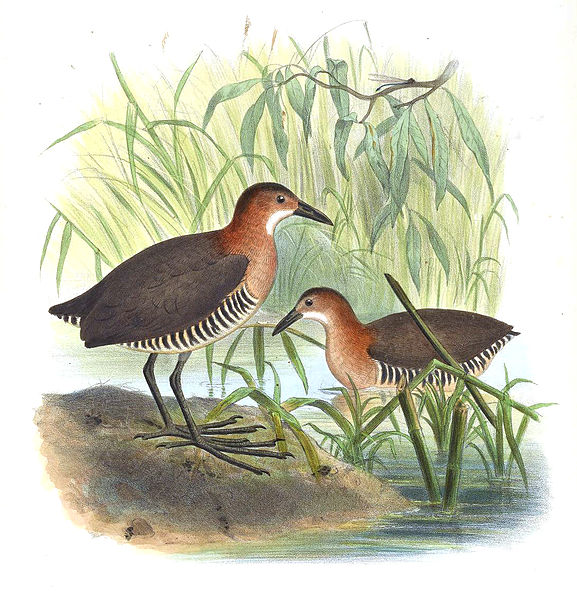 Laterallus albigularis