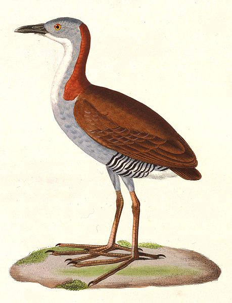 Laterallus exilis