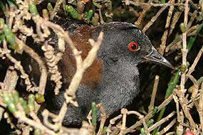 Laterallus jamaicensis