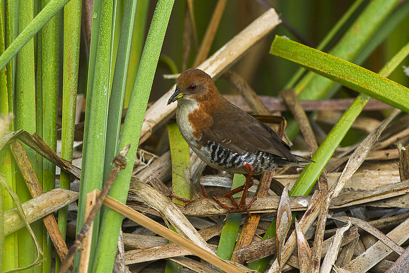 Laterallus leucopyrrhus