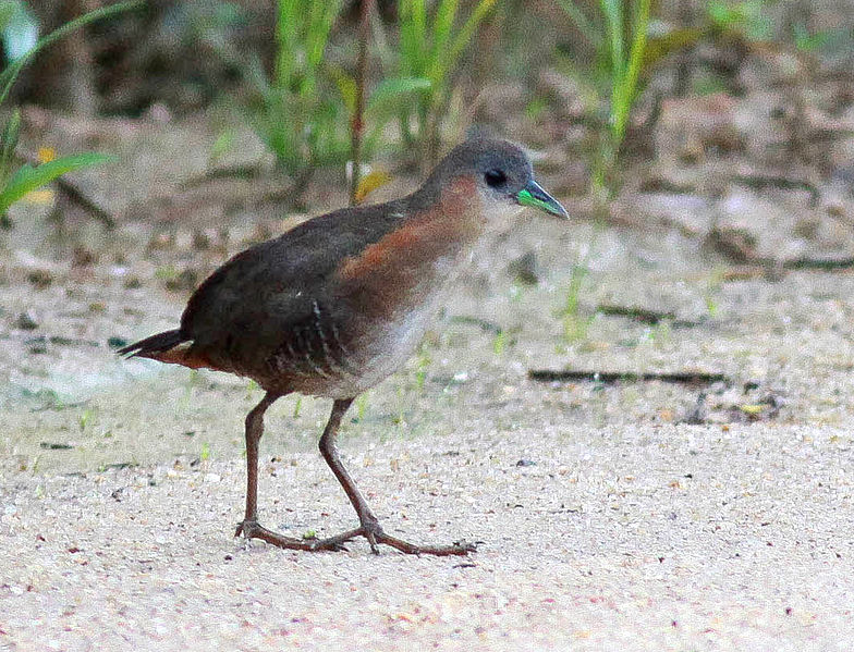 Laterallus melanophaius