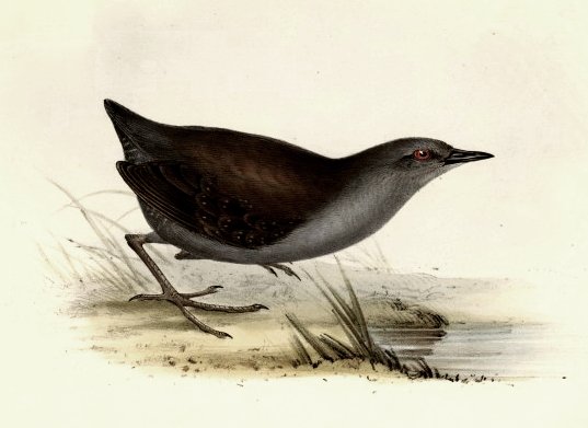 Laterallus spilonotus