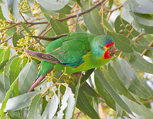 Lathamus discolor
