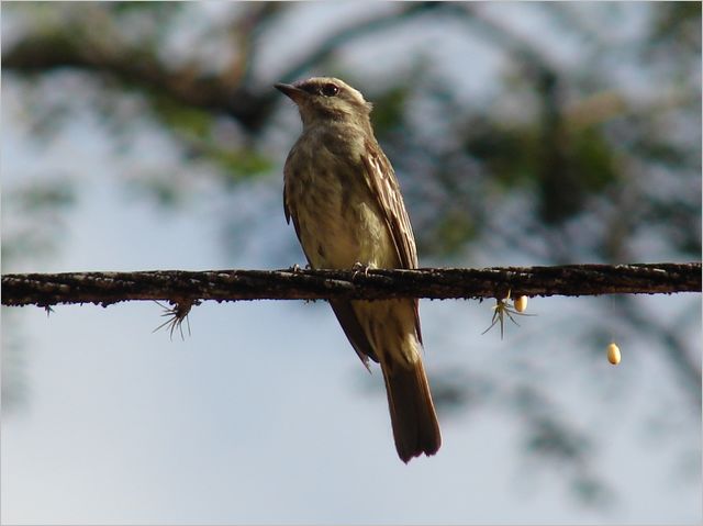 Legatus leucophaius