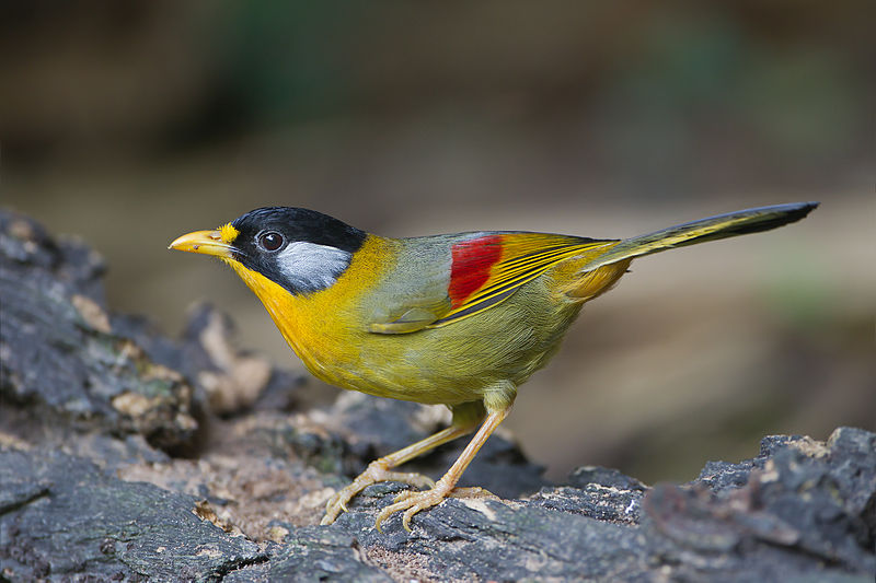 Leiothrix argentauris