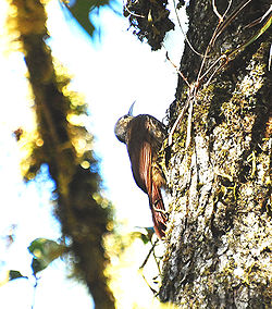 Lepidocolaptes affinis