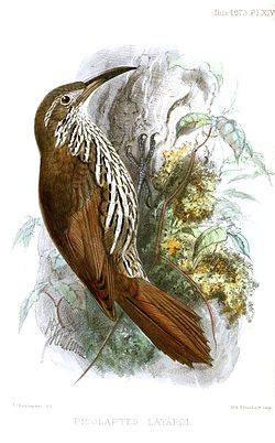 Lepidocolaptes albolineatus