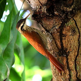 Lepidocolaptes angustirostris