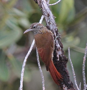 Lepidocolaptes lacrymiger