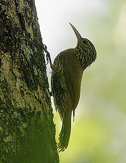Lepidocolaptes souleyetii