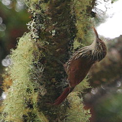 Lepidocolaptes squamatus