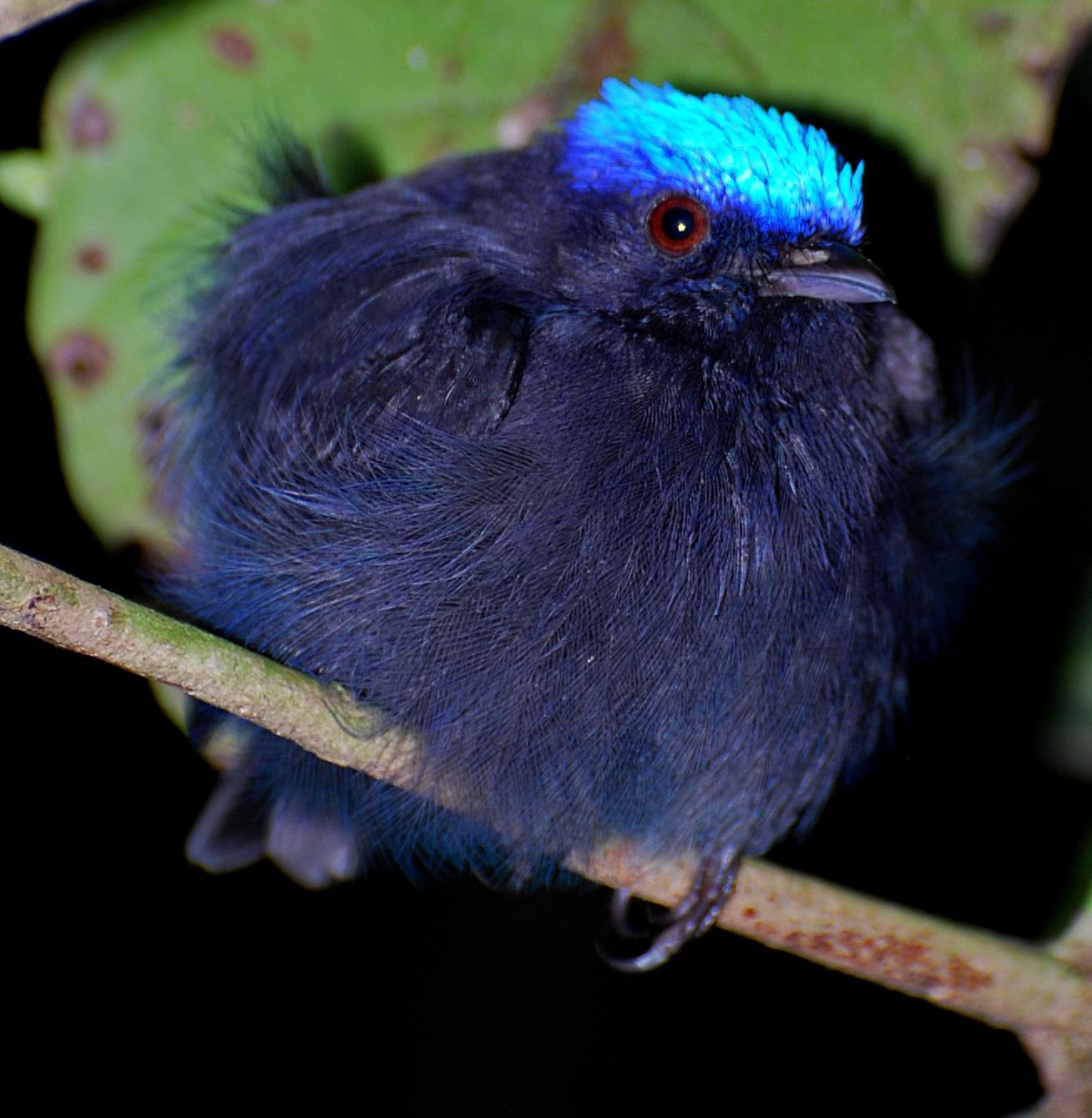Lepidothrix coronata