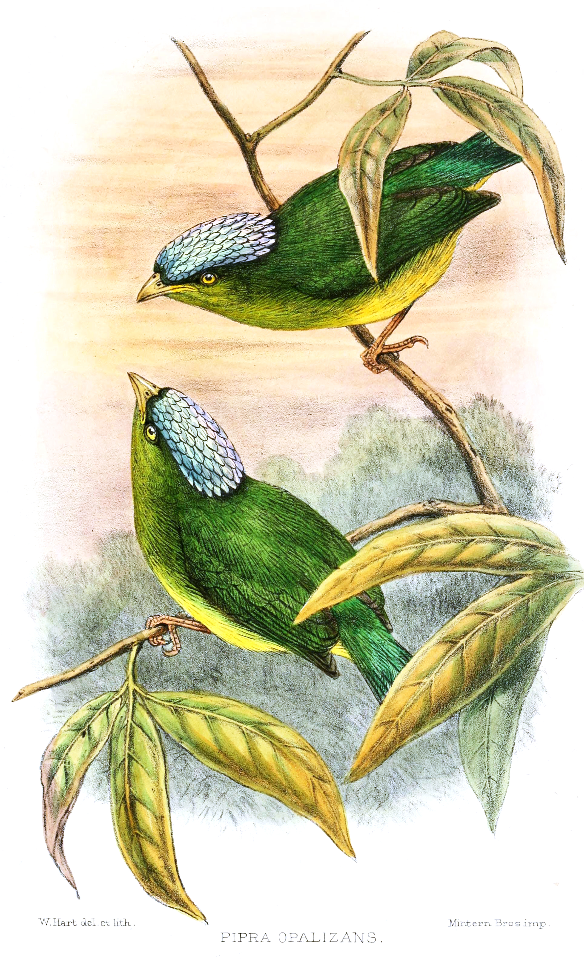 Lepidothrix iris