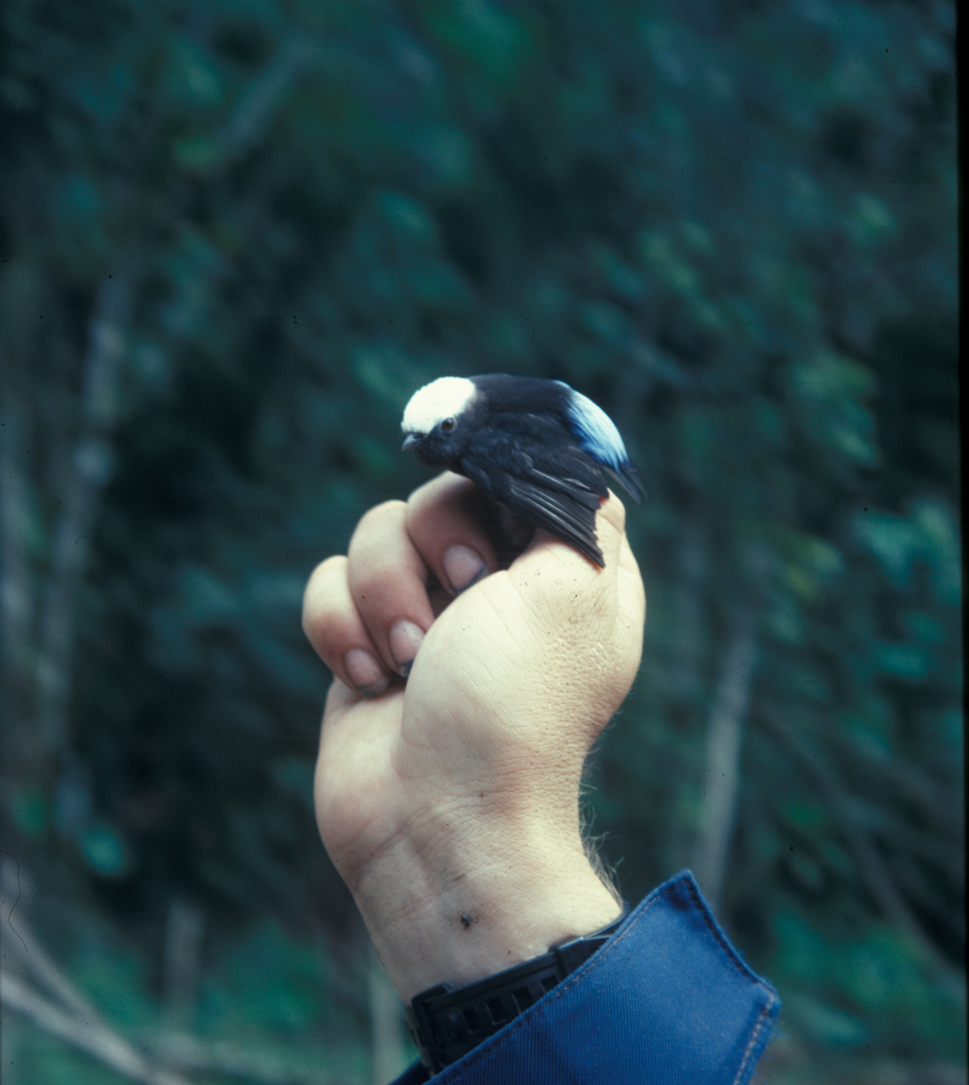 Lepidothrix isidorei