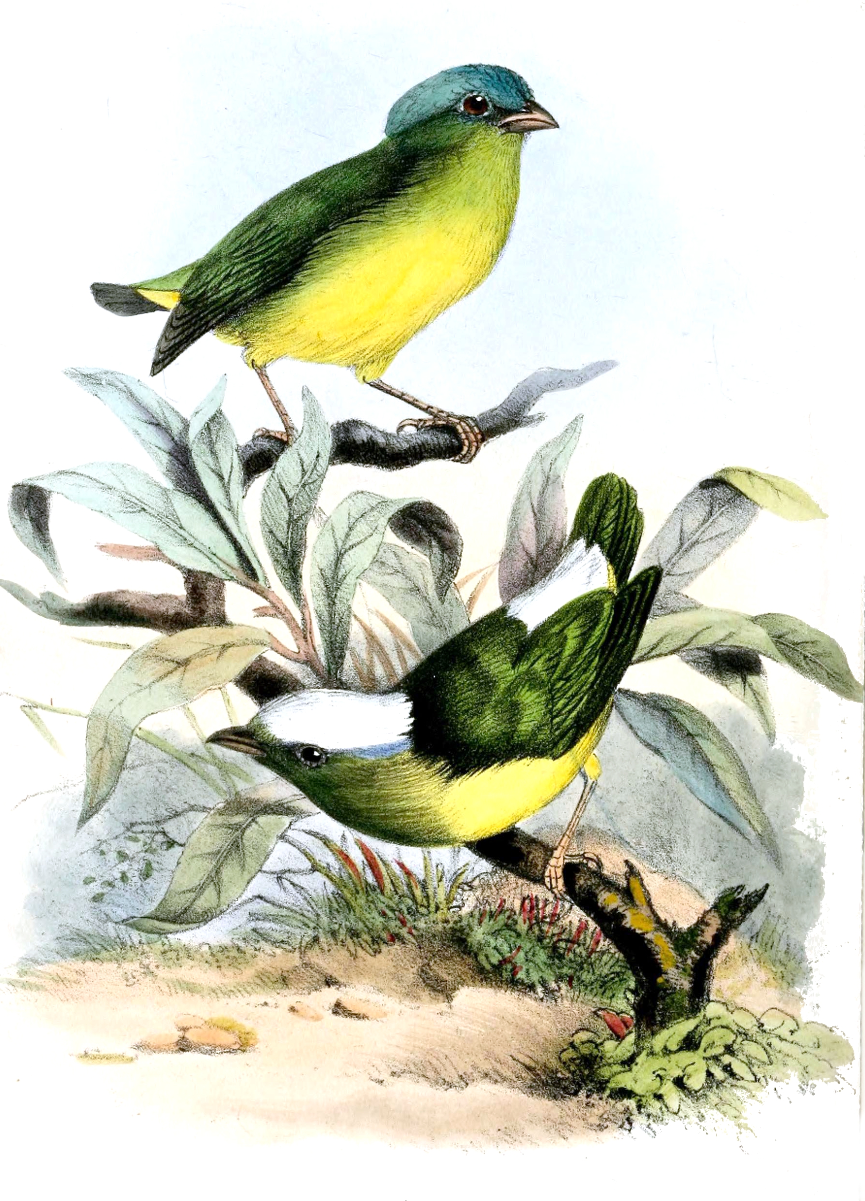 Lepidothrix nattereri
