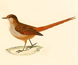 Leptasthenura fuliginiceps