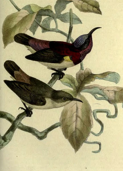Leptocoma minima