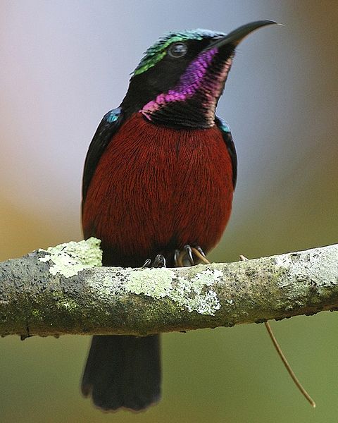 Leptocoma sperata
