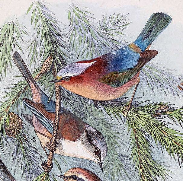 Leptopoecile elegans