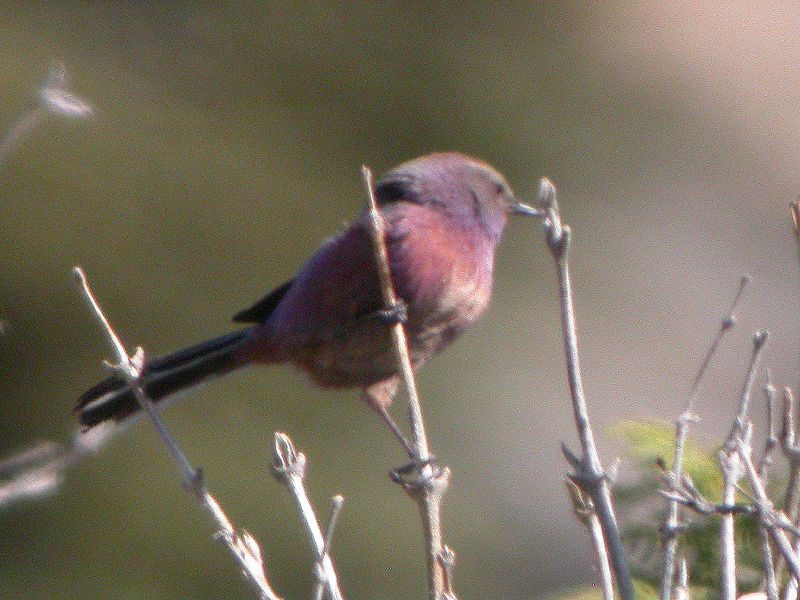 Leptopoecile sophiae
