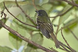 Leptopogon taczanowskii