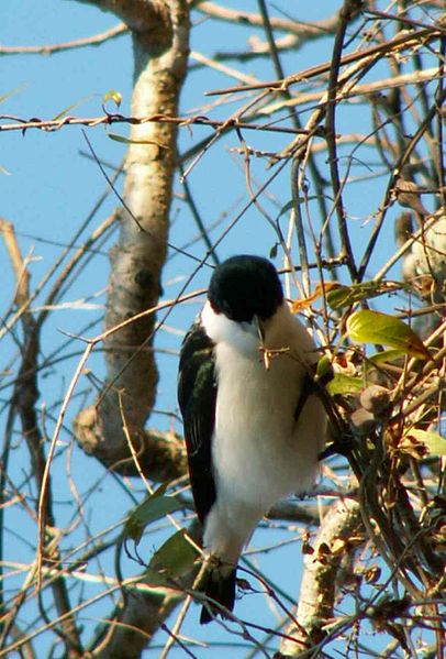 Leptopterus chabert