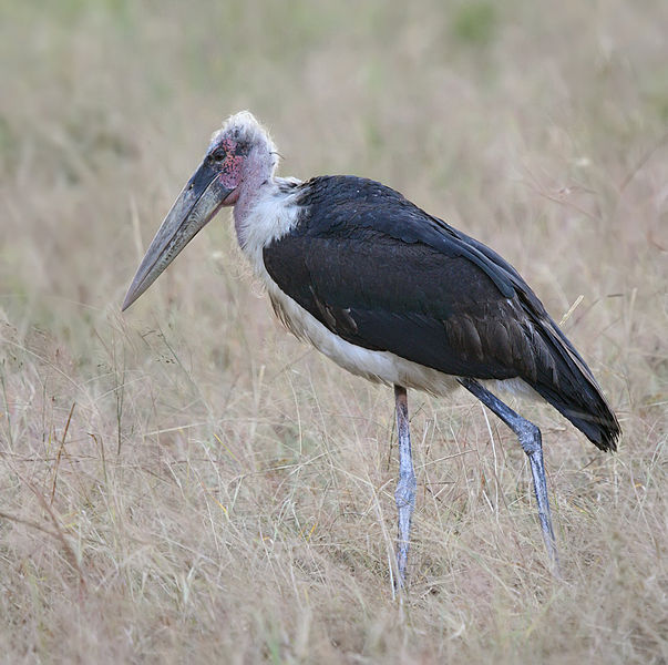Leptoptilos crumenifer
