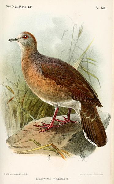 Leptotila megalura