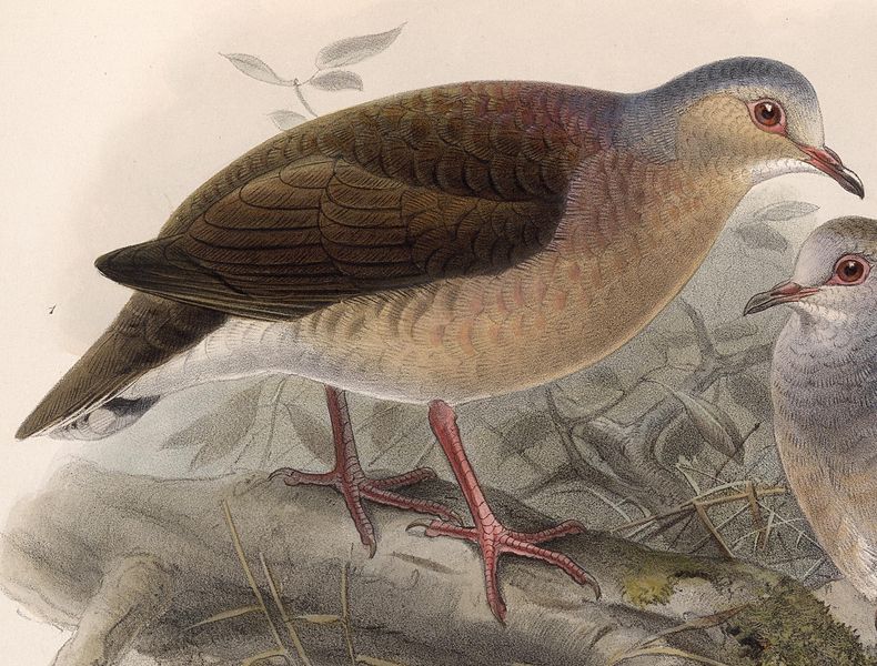 Leptotila plumbeiceps