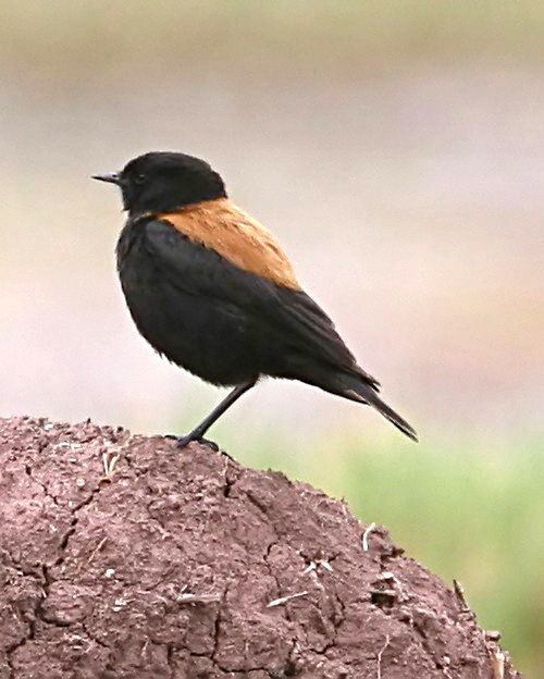Lessonia oreas