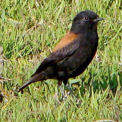 Lessonia rufa
