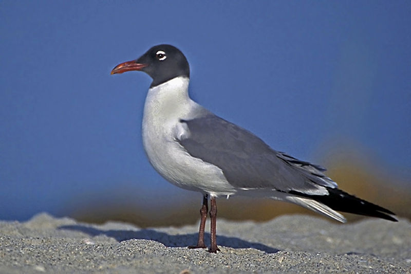 Leucophaeus atricilla