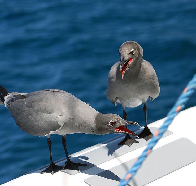 Leucophaeus fuliginosus