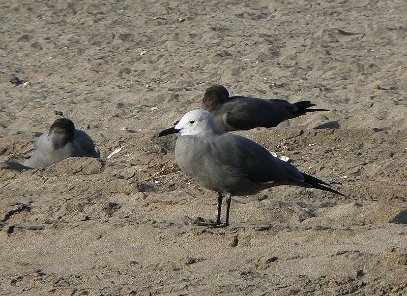 Leucophaeus modestus