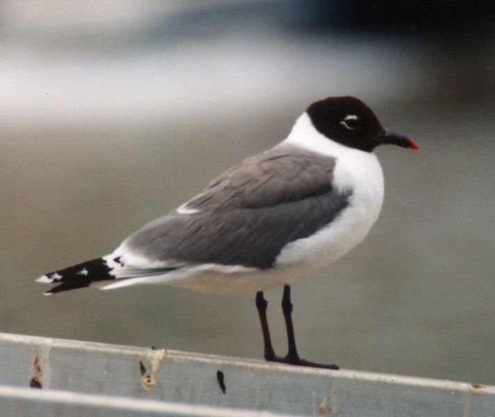 Leucophaeus pipixcan