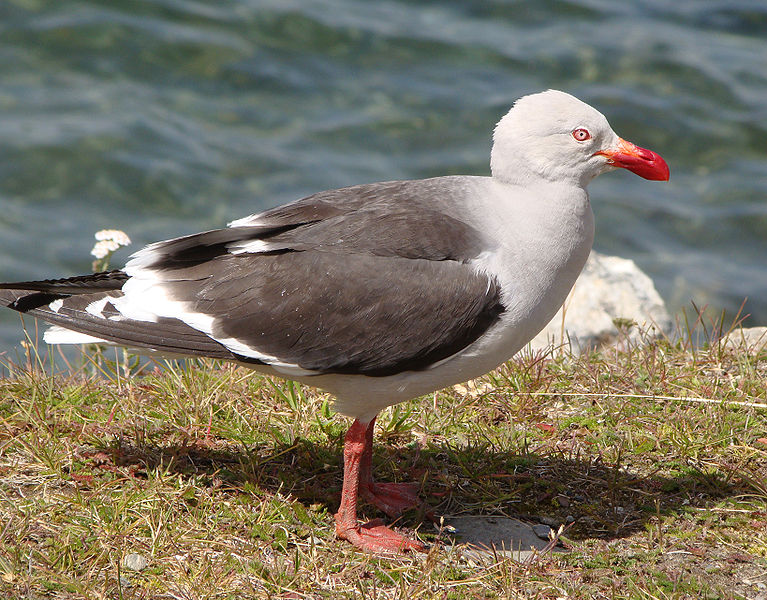 Leucophaeus scoresbii