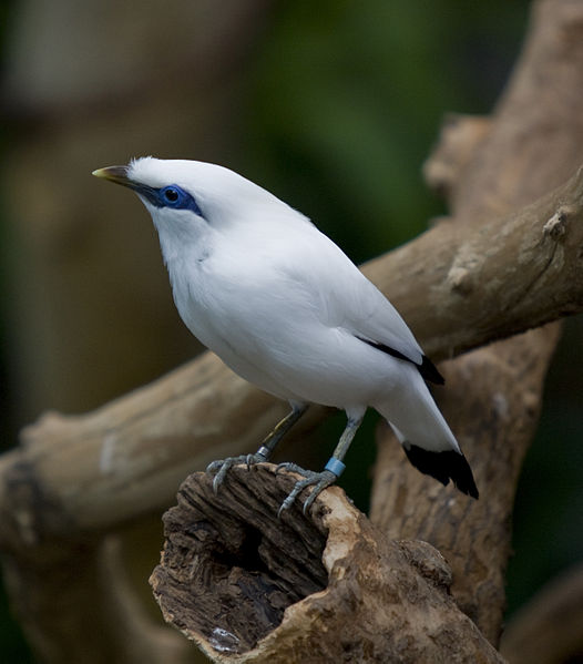 Leucopsar rothschildi
