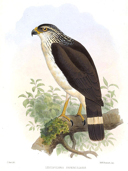 Leucopternis kuhli