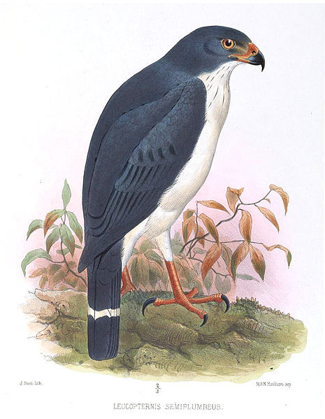 Leucopternis semiplumbeus