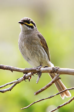 Lichenostomus chrysops