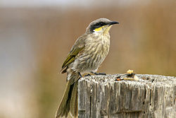 Lichenostomus virescens