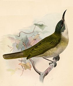 Lichmera lombokia