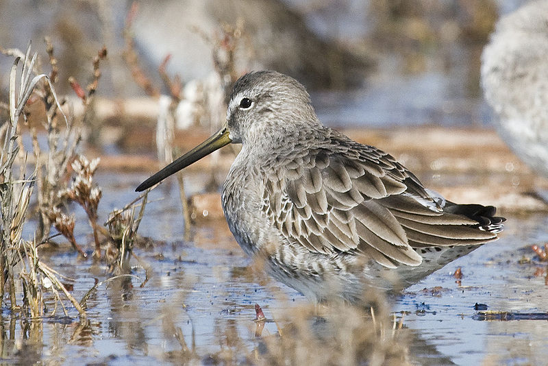 Limnodromus griseus