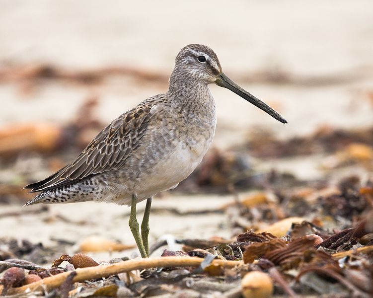Limnodromus scolopaceus